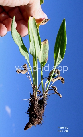 dock, narrowleaf
